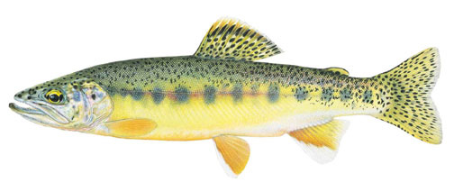 Image of large male Mexican golden trout