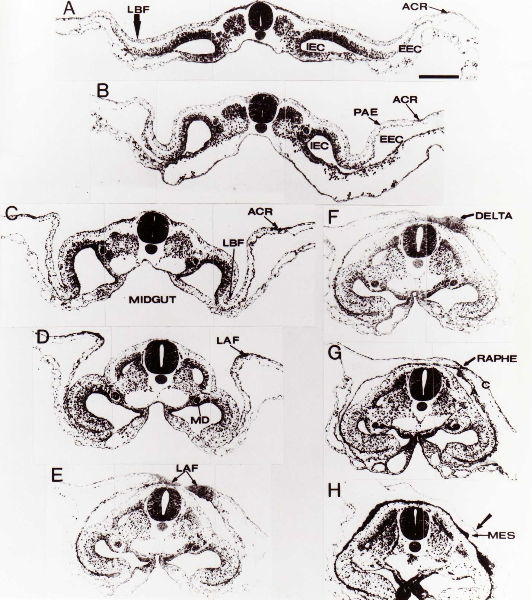 48 hour chick embryo serial cross section