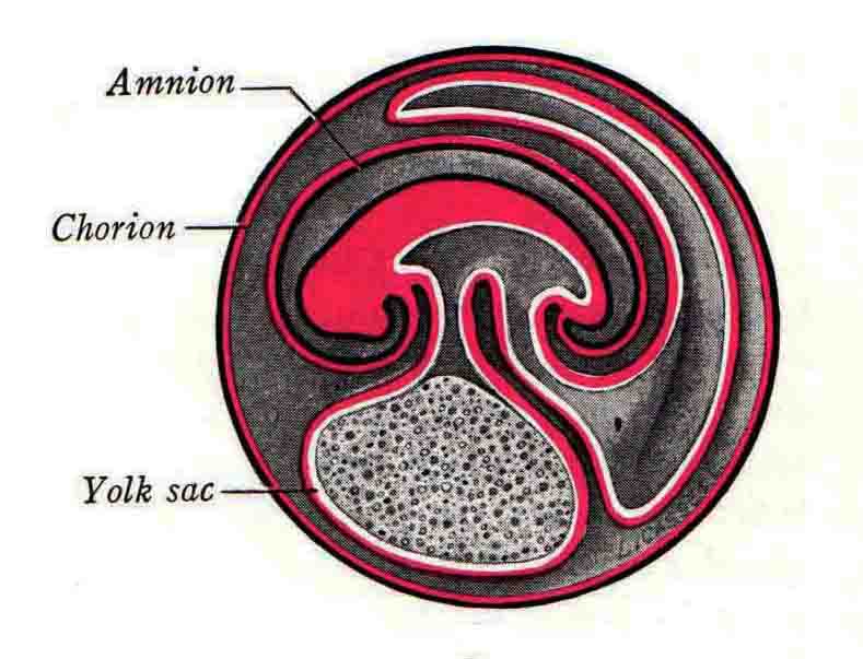 amniotic sac diagram