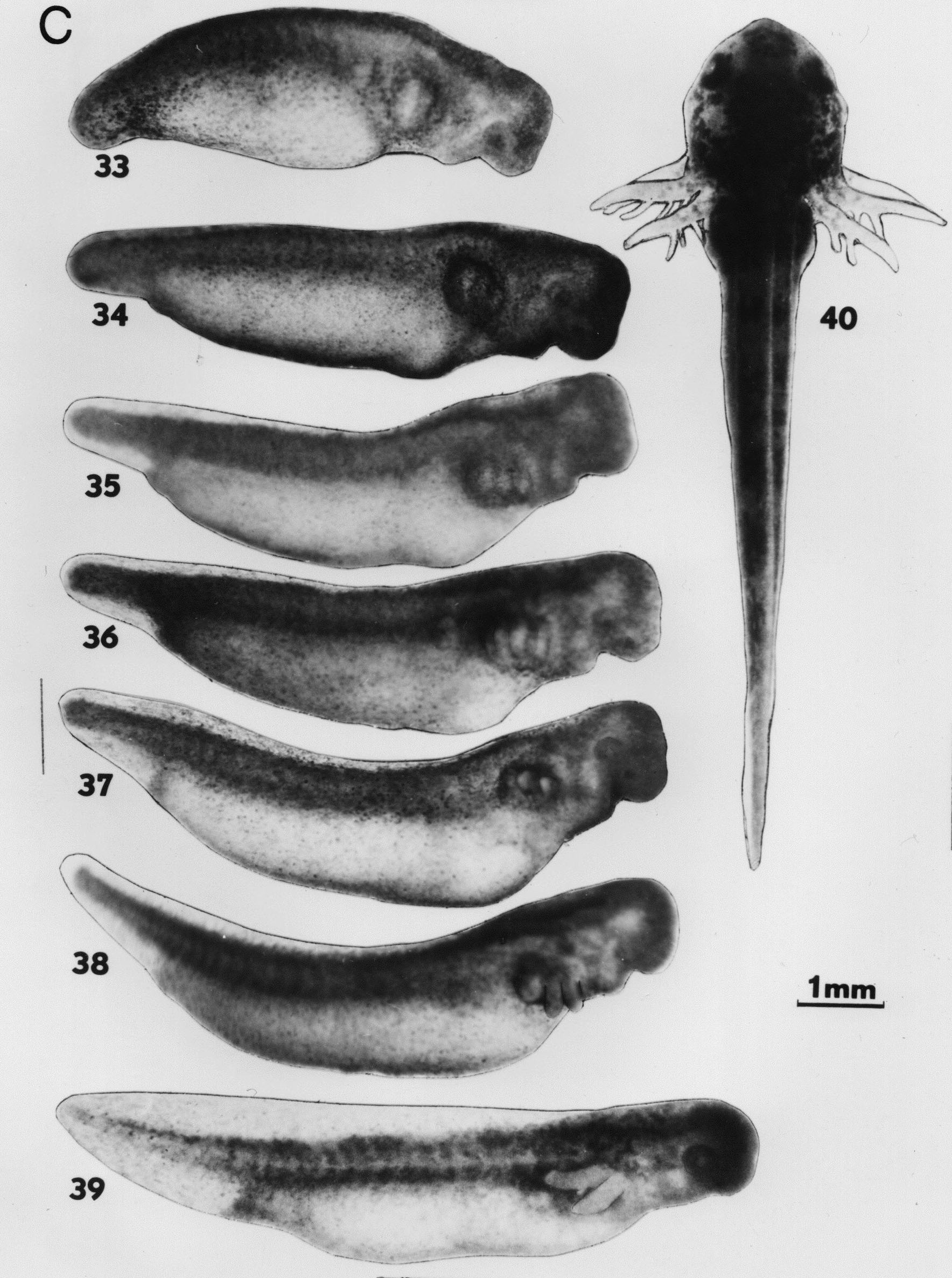 Axolotl Life Cycle Diagram