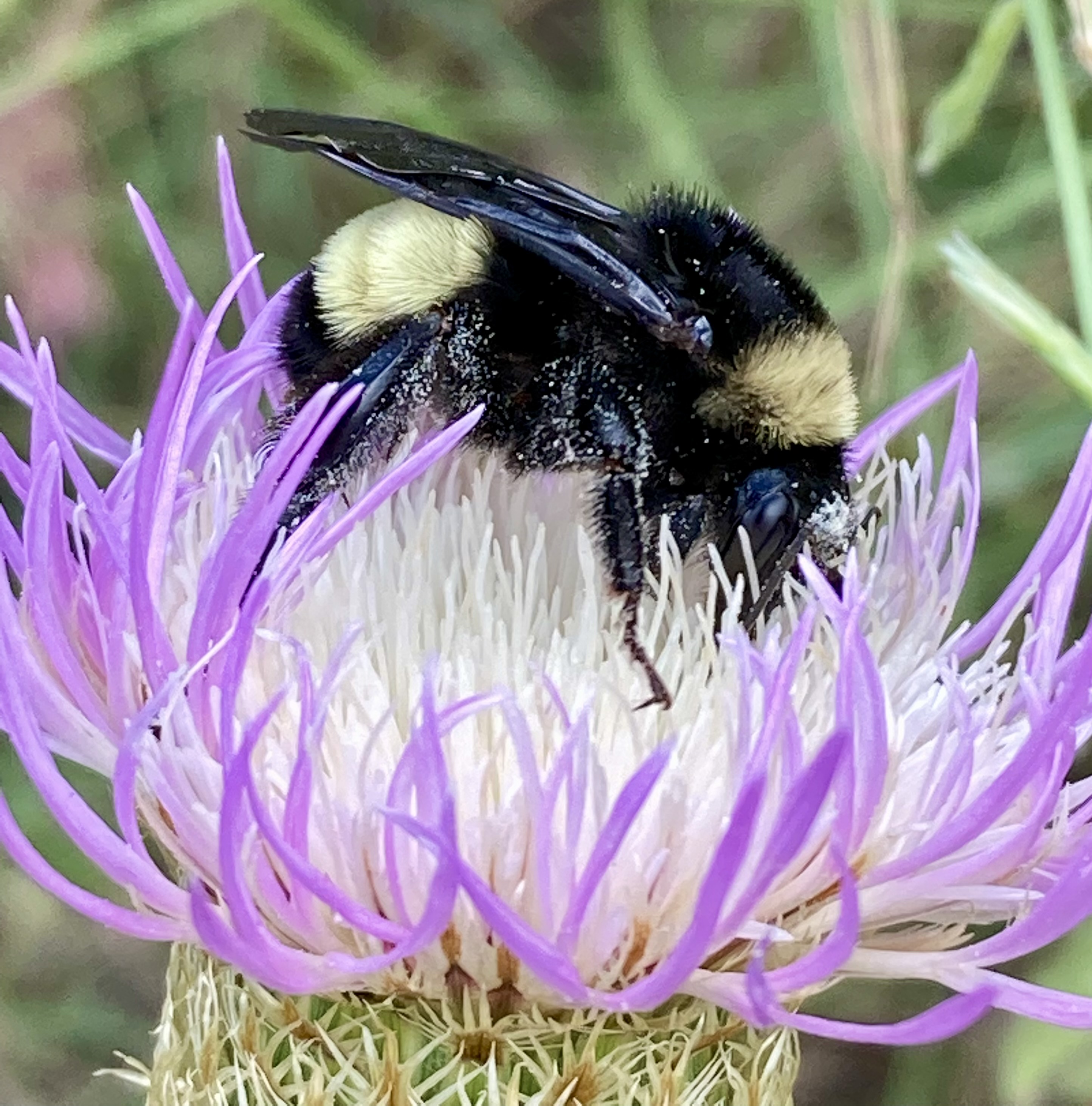 American bumble bee on basket flower, Austin TX