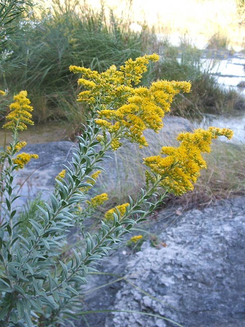 Solidago juliae