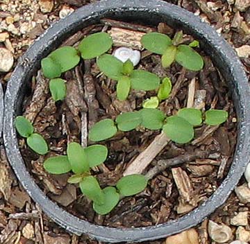 seedlings in narrow pot