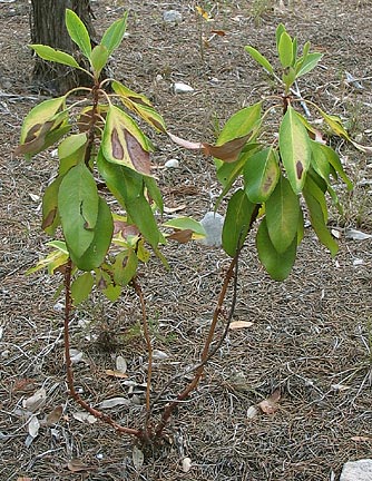 small madrone with dying leaves