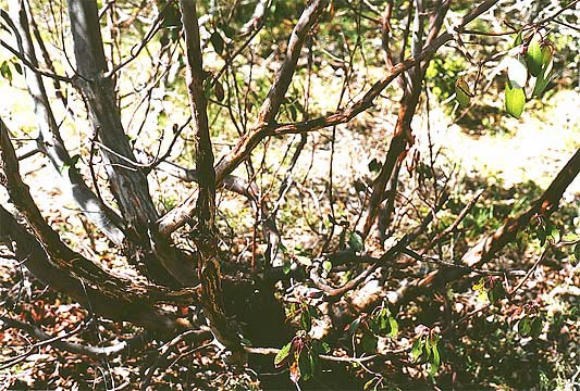 2003 porcupine damage
