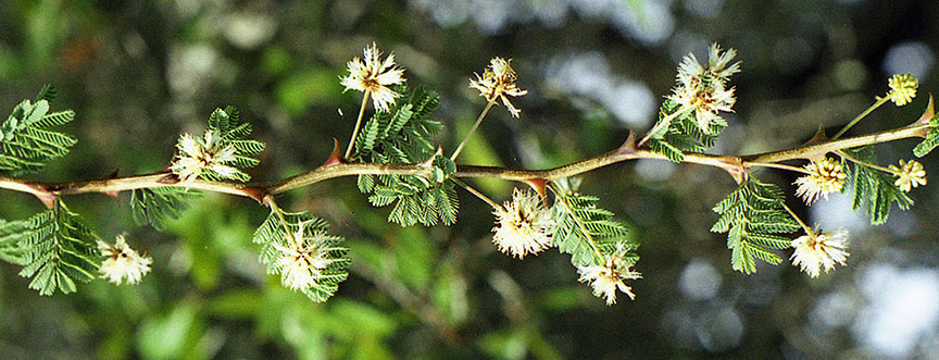 M. aculeaticarpa bloom