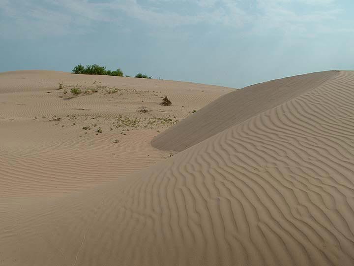 Dune field