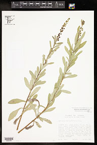 Ambrosia cheiranthifolia