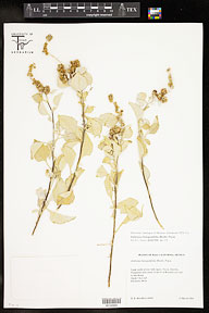 Ambrosia chenopodifolia