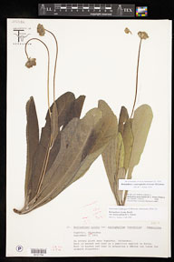 Berlandiera_macrophylla 