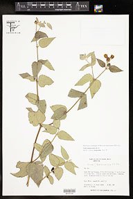 Calea jamaicensis