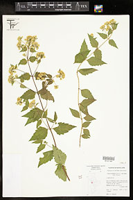 Calea ternifolia var. calyculata