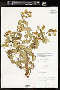 Calea ternifolia var. hypoleuca