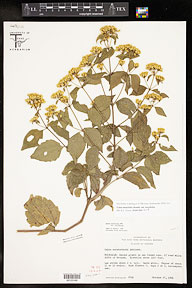 Calea ternifolia var. ternifolia