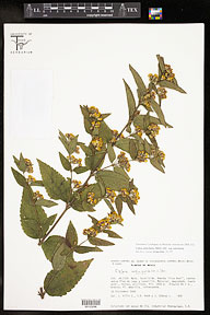 Calea urticifolia var. urticifolia