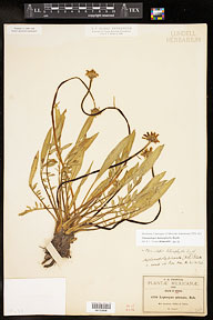 Chromolepis heterophylla