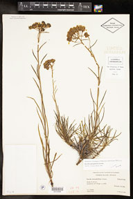 Encelia_stenophylla 