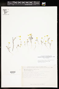 Eriophyllum wallacei