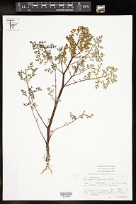 Euphrosyne partheniifolia