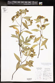 Flourensia_retinophylla 