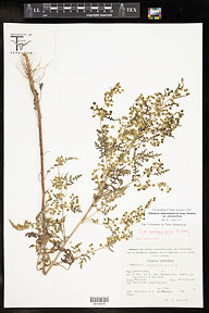 Hedosyne ambrosiifolia var. ambrosiifolia