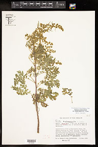 Hedosyne ambrosiifolia var. lobata