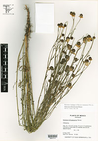 Helenium chihuahensis