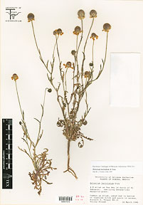 Helenium laciniatum