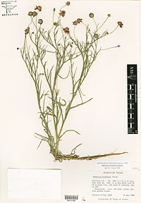 Helenium linifolium