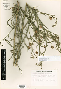 Helenium microcephalum var. ooclinum