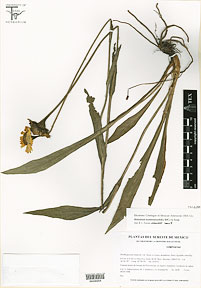 Helenium scorzoneraefolia