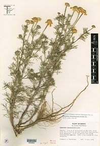Hymenoxys chrysanthemoides