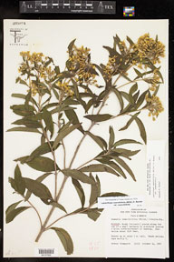 Lasianthaea_ceanothifolia_ceanothifolia 