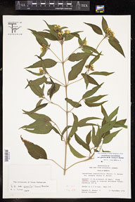 Lasianthaea_ceanothifolia_gracilis 