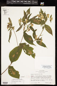 Lasianthaea_ceanothifolia_gradata 