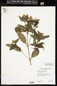 Lasianthaea_fruticosa_fasciculata 