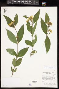 Lasianthaea_fruticosa_occidentalis 