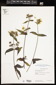 Lundellianthus_guatemalensis 