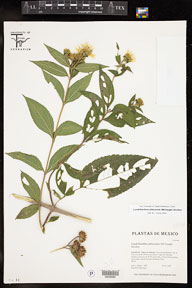 Lundellianthus_jaliscensis 