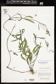 Melanthera_angustifolia 