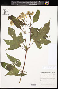 Montanoa_hibiscifolia 