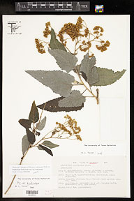 Parthenium fruticosum var. fruticosum