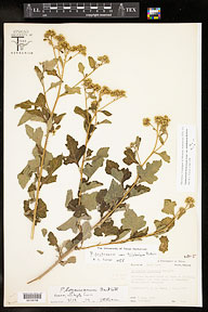 Parthenium fruticosum var. trilobatum