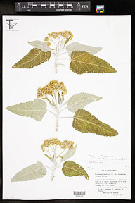Parthenium tomentosum var. stramonium