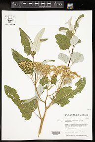 Parthenium tomentosum var. tomentosum