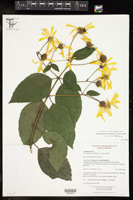 Perymeniopsis_ovalifolia 