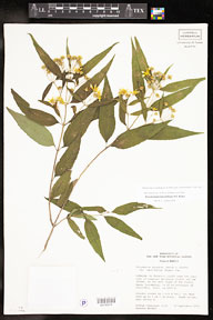 Perymenium_lancifolium 