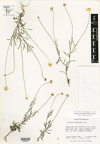 Tetraneuris linearifolia